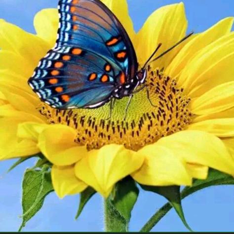 《苹果》🌎🌈🤗🍎