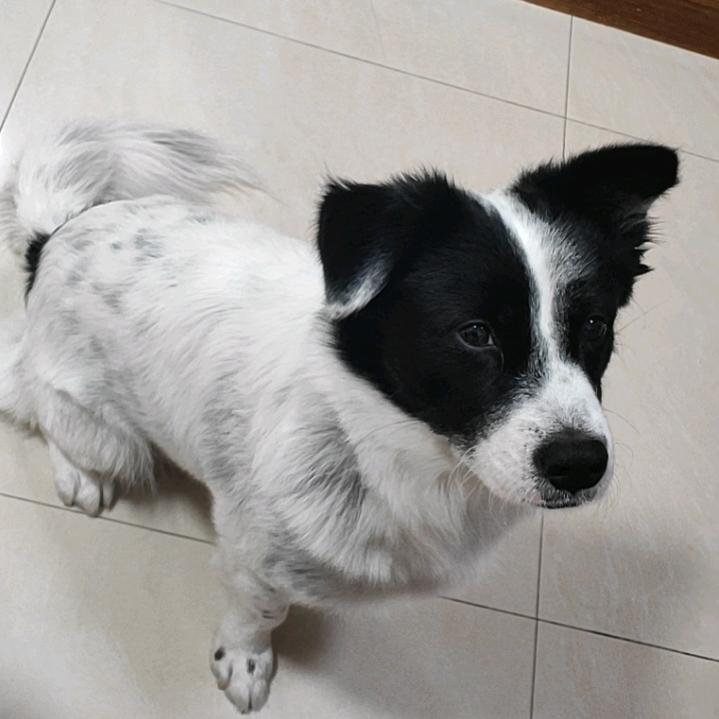 狗狗小九（胸背带遛狗绳）