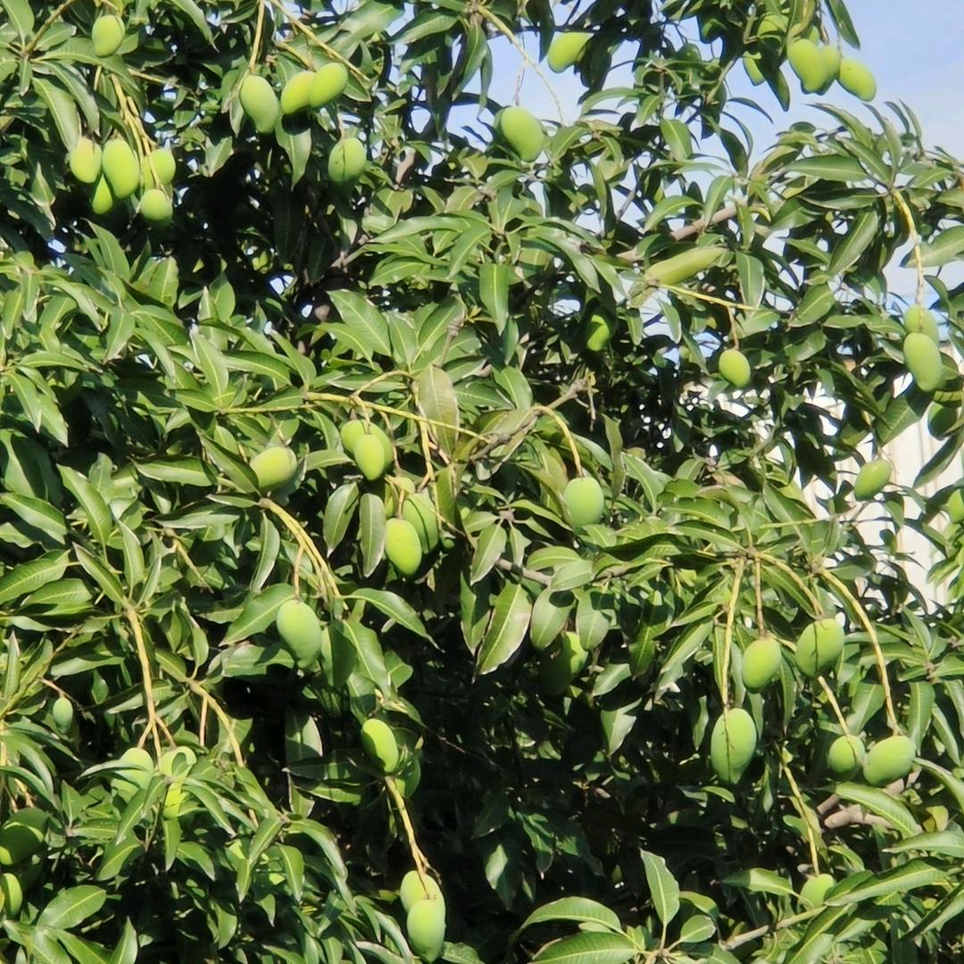 用户杨
