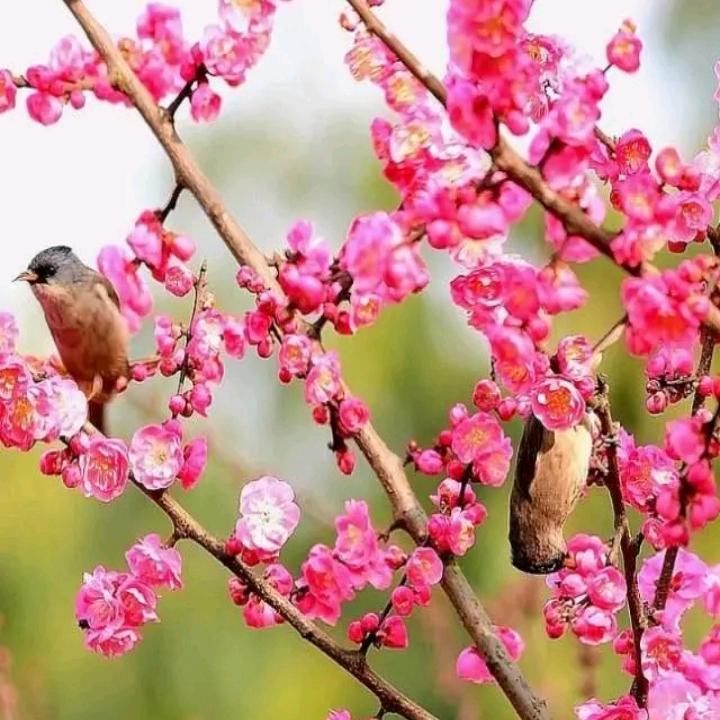 落洁