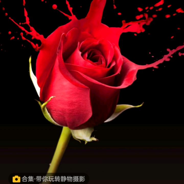红隼