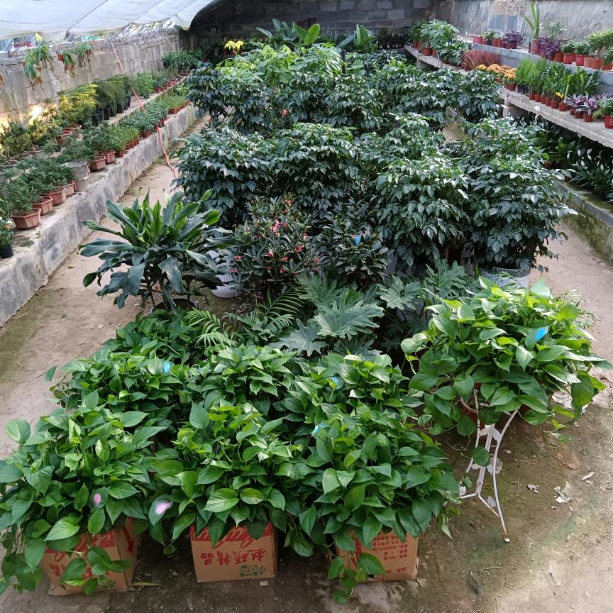 雅涵花卉园艺技术指导
