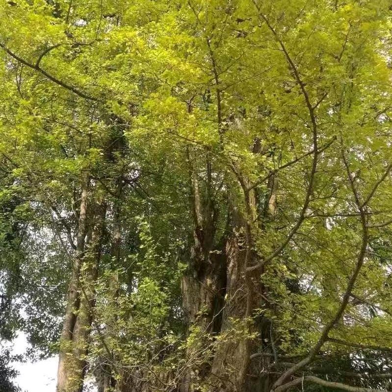 香水百合