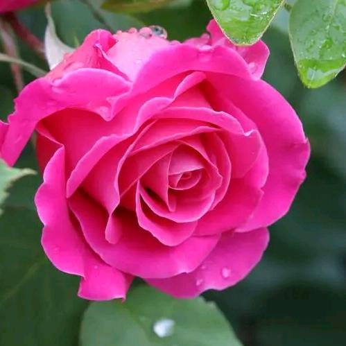 菩提
