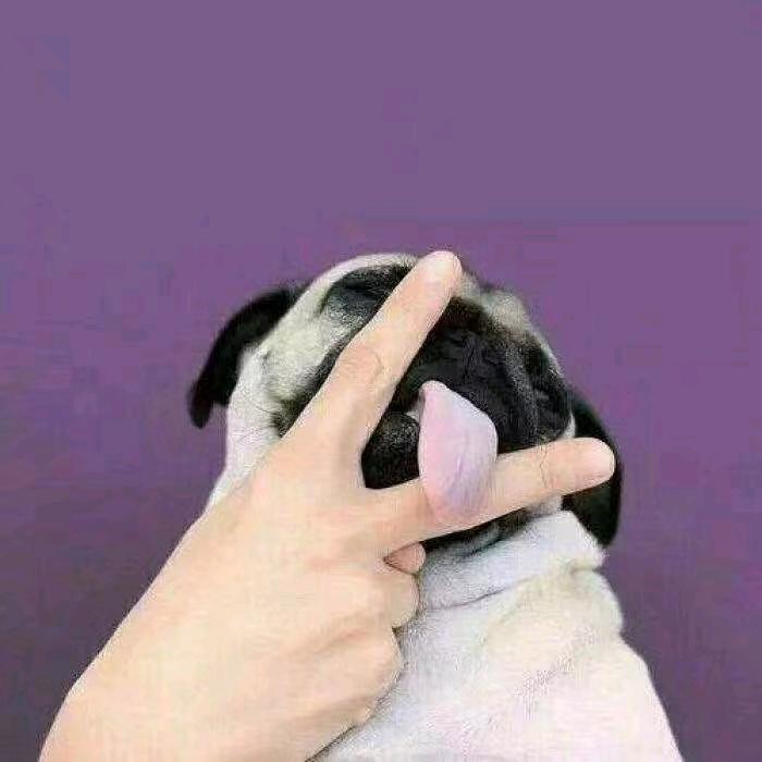 金钱美酒凯子与狗