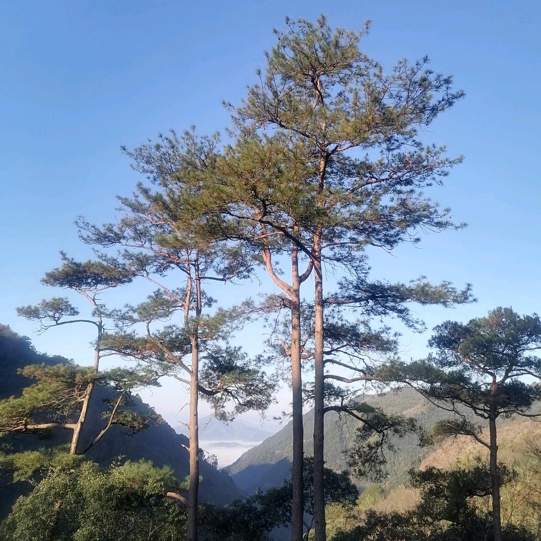 五棵松1号