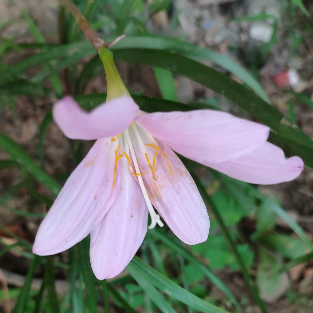 美好爱情