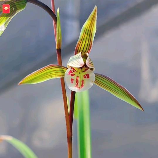 连城朋口真真兰园（空谷无尘）