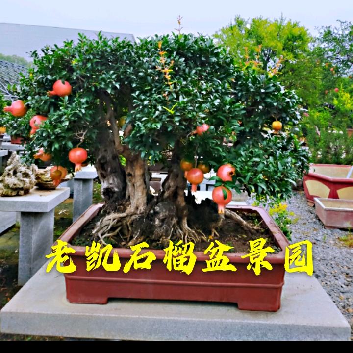 峄县老凯古石榴树基地
