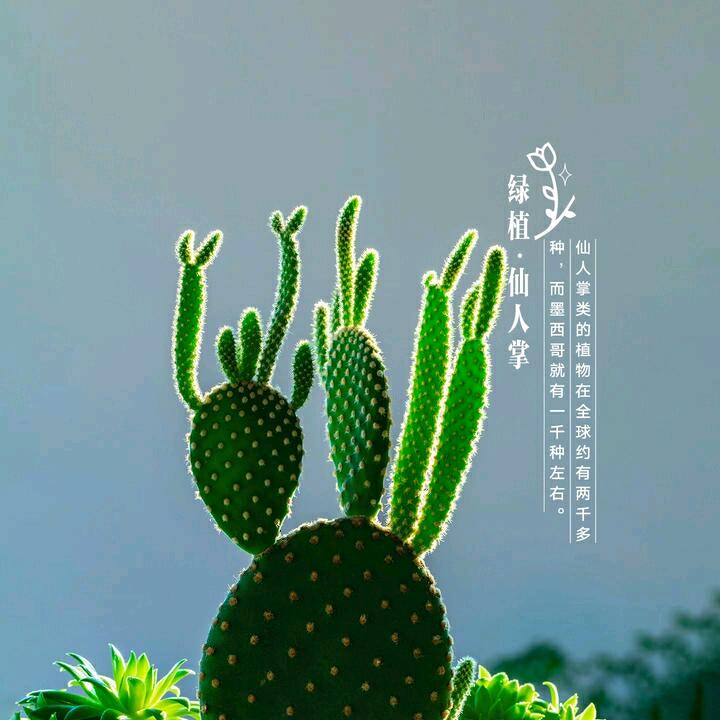 倒影年华