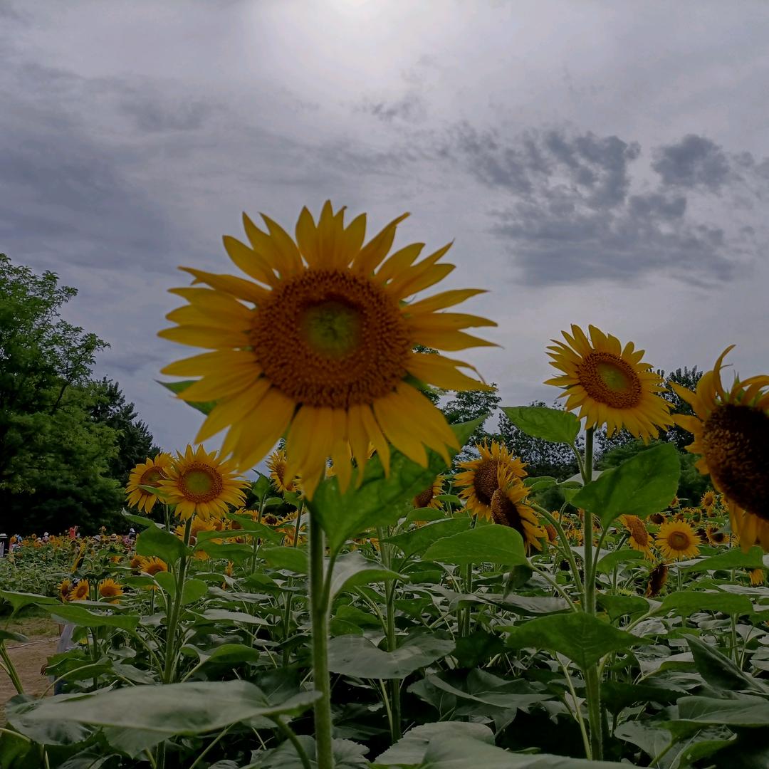 木易🌻（拒私聊）