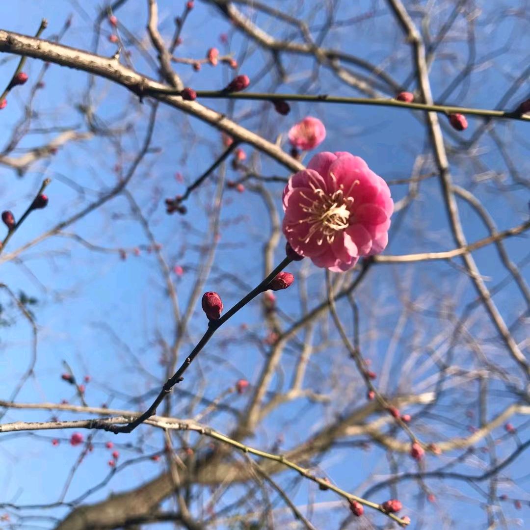 风轩子
