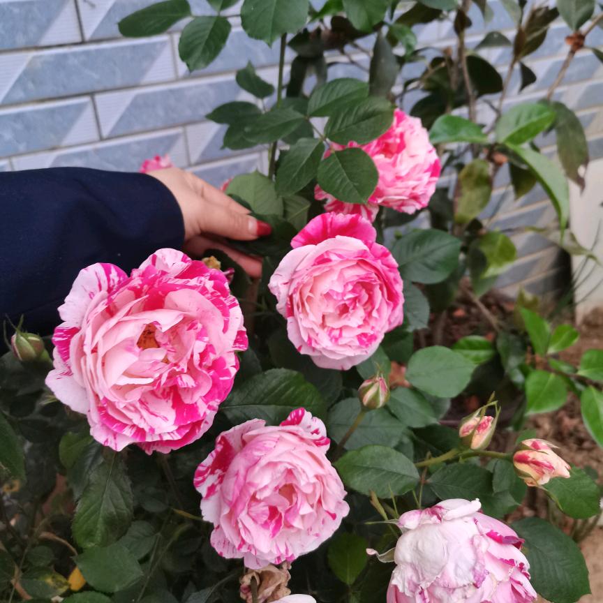 <(｀^′)>七秒记忆(ꐦÒ‸Ó)