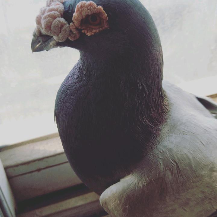 宏哥