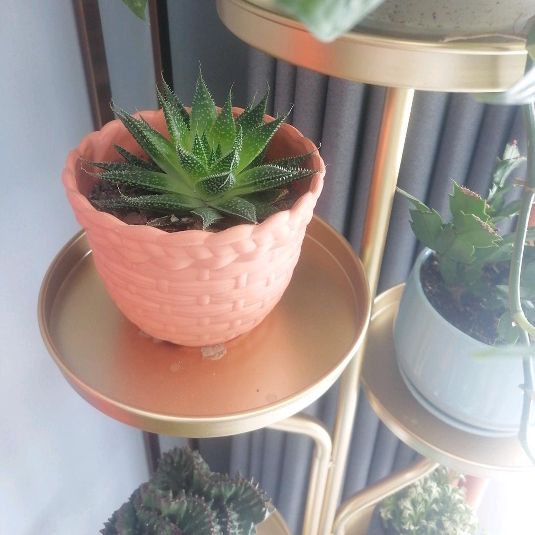 我是蕊蕊啊