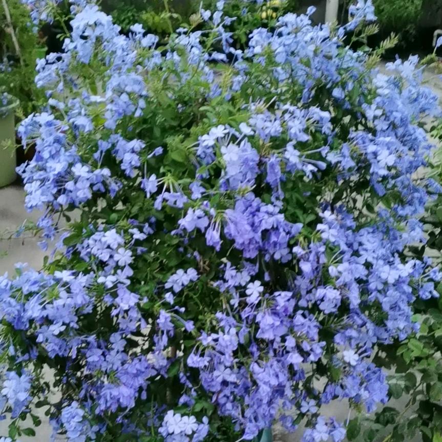 小志麻麻