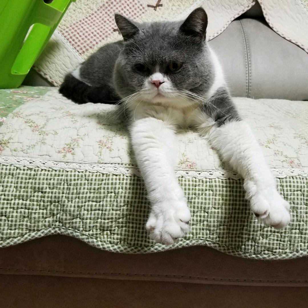 罗皮蛋