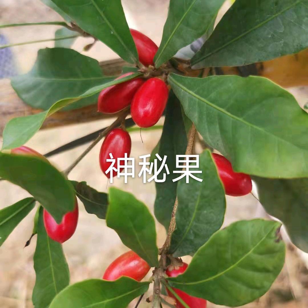 袁光嘉宝果采摘基地