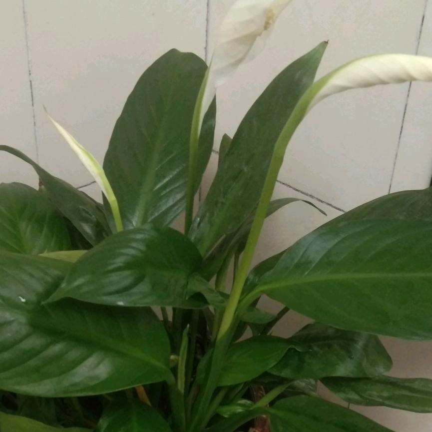 兰花草