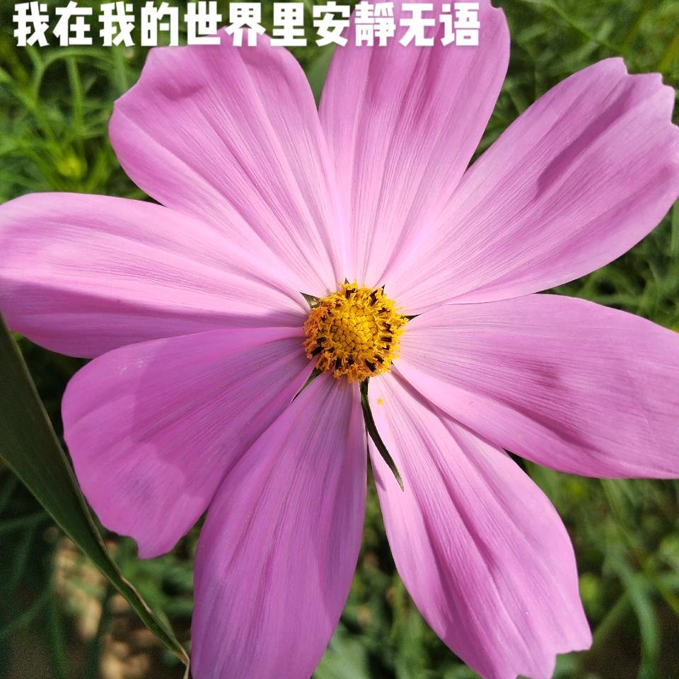 慧
