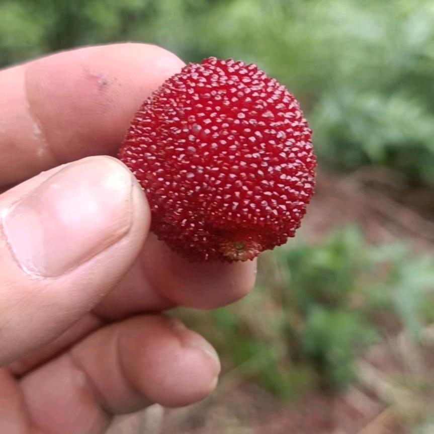 美好的未来