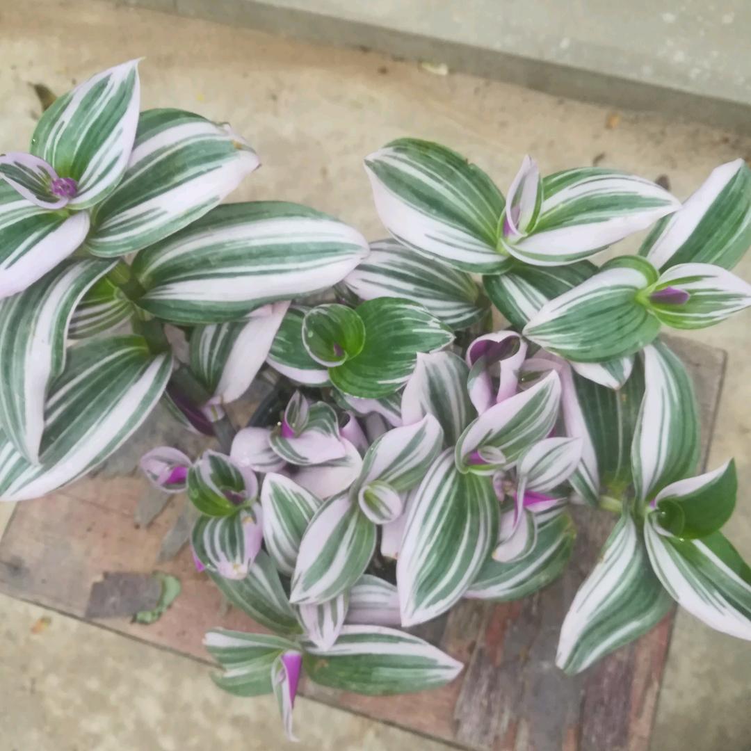秋风细雨