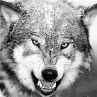 小峰旋转烤鱼王