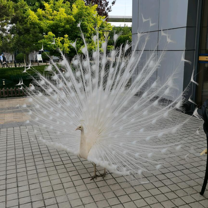 不太可爱