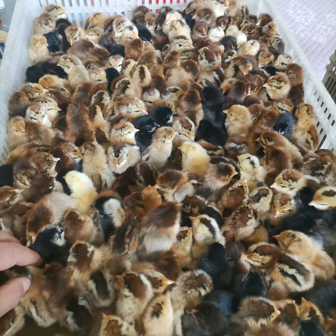 山东荣圣家禽孵化