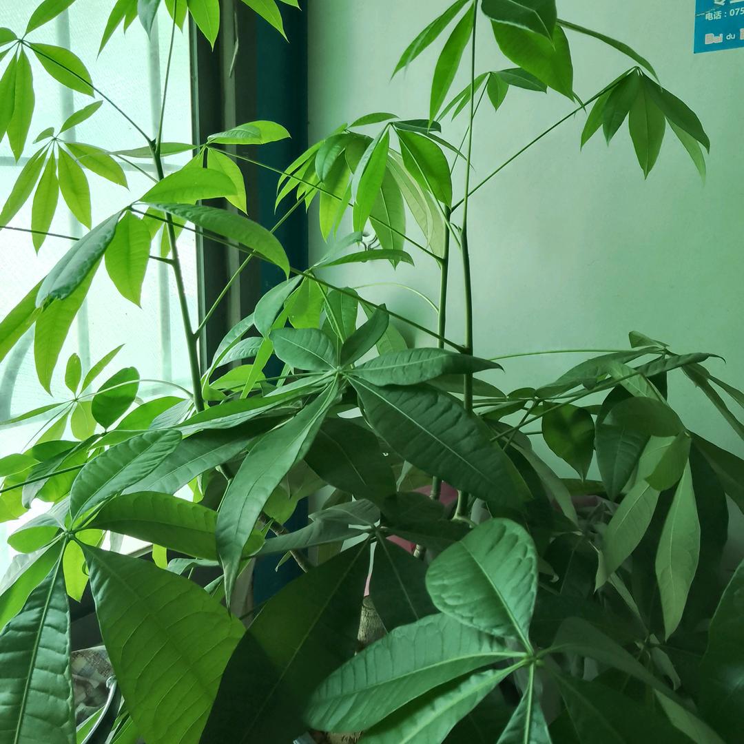 好运自然来。