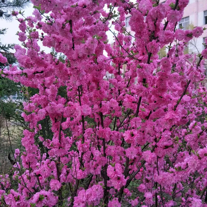 顺心顺意