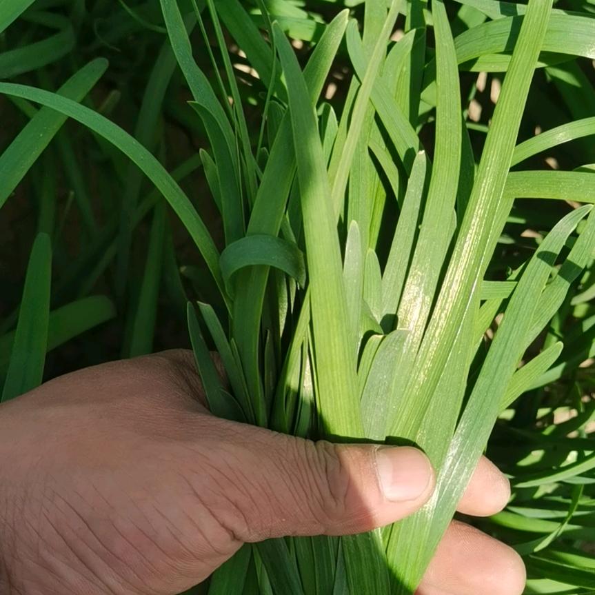 石家庄 代收  阳    阳