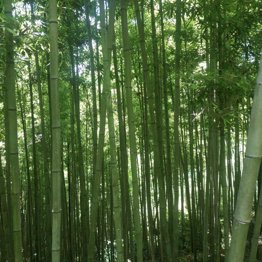 兜兜有糖@