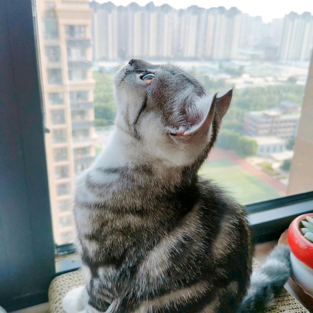 茄子