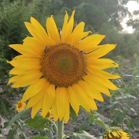 用户十。小幸运