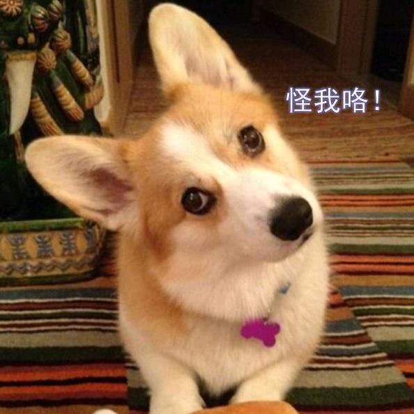 玉州宠物