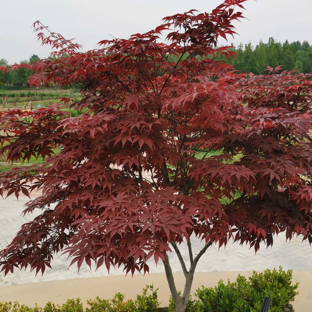 宝鸡大中型客货车培训基地～王维纲
