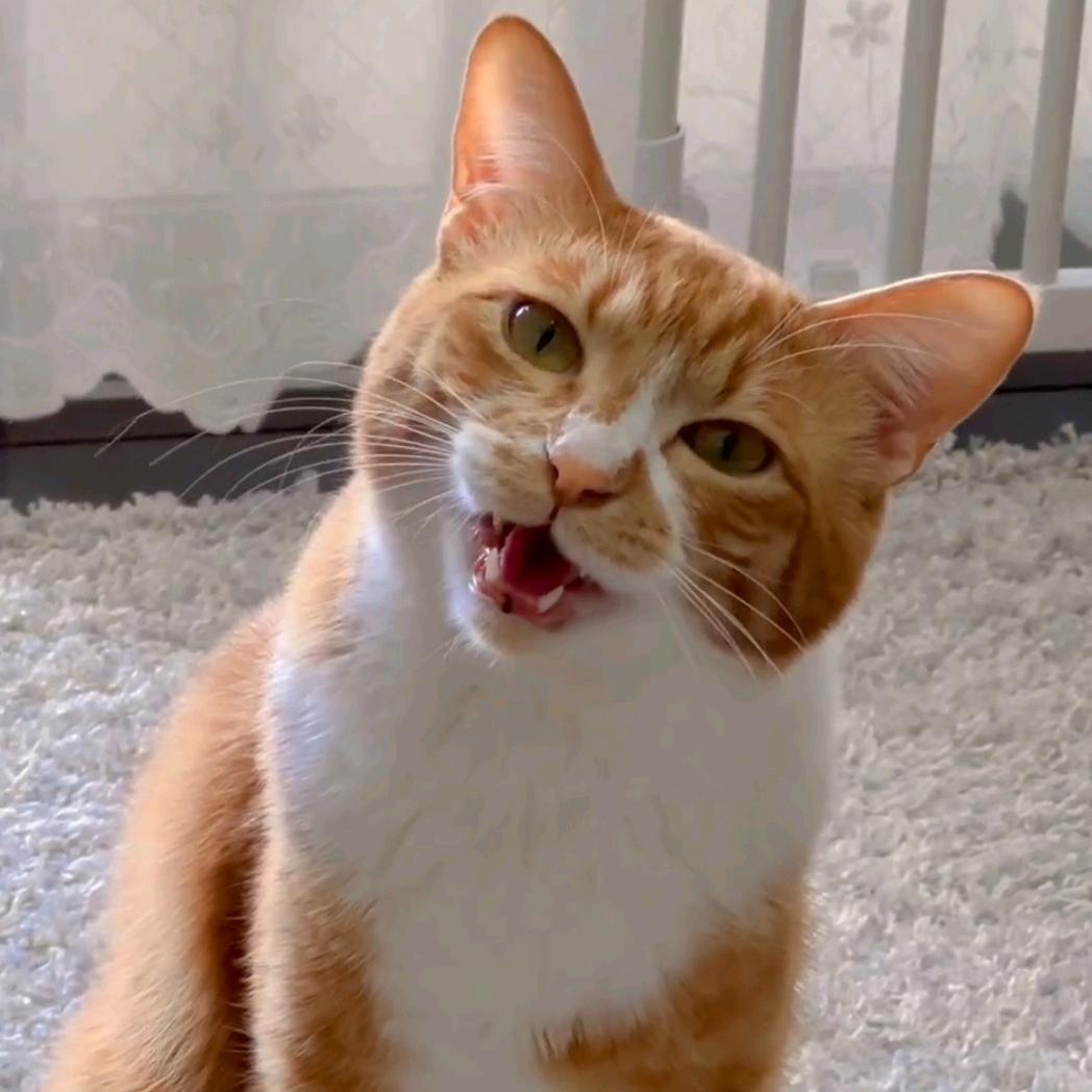 煎汁油猫饼
