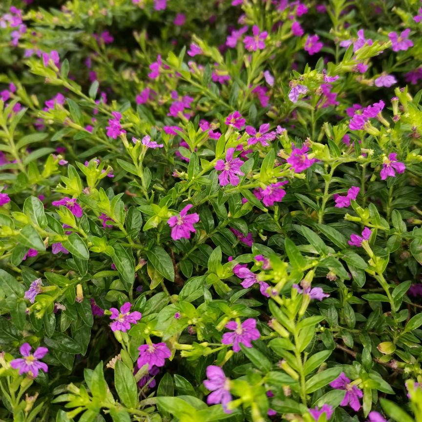 张金山
