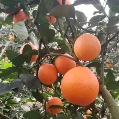 大湘西果业