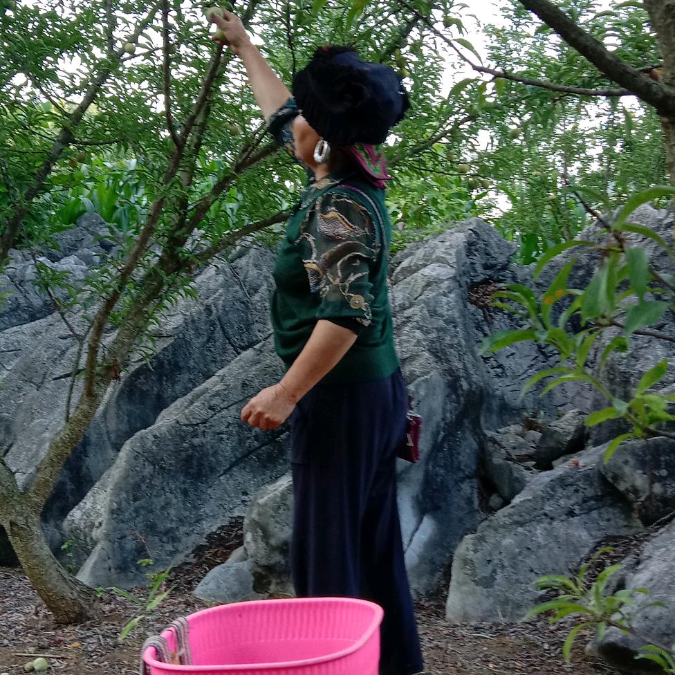 杨永琴