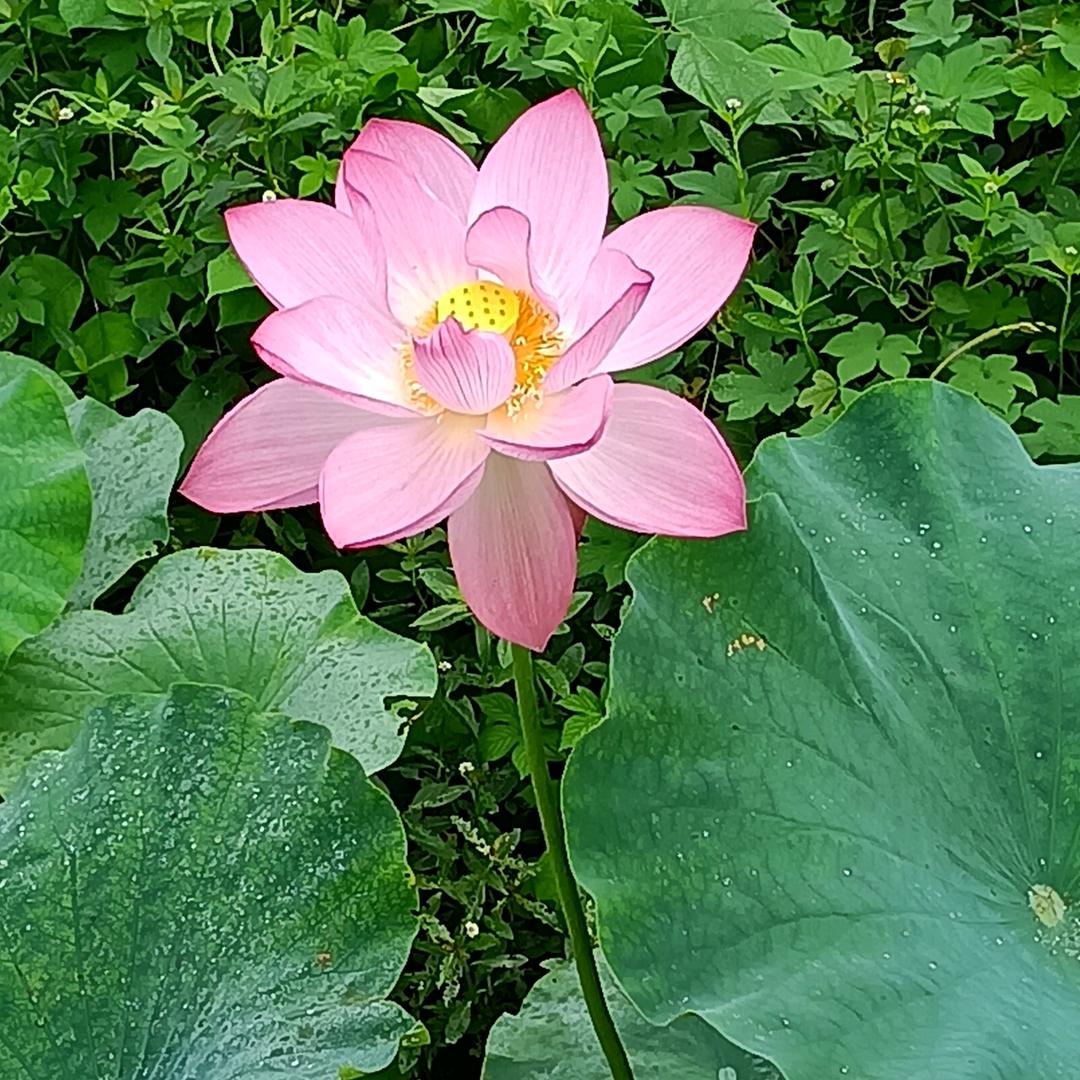 乾杯 []~（￣▽￣）~*