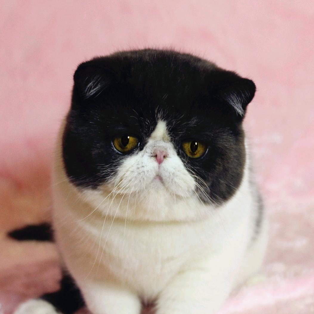 🍎🐱Apple's cat