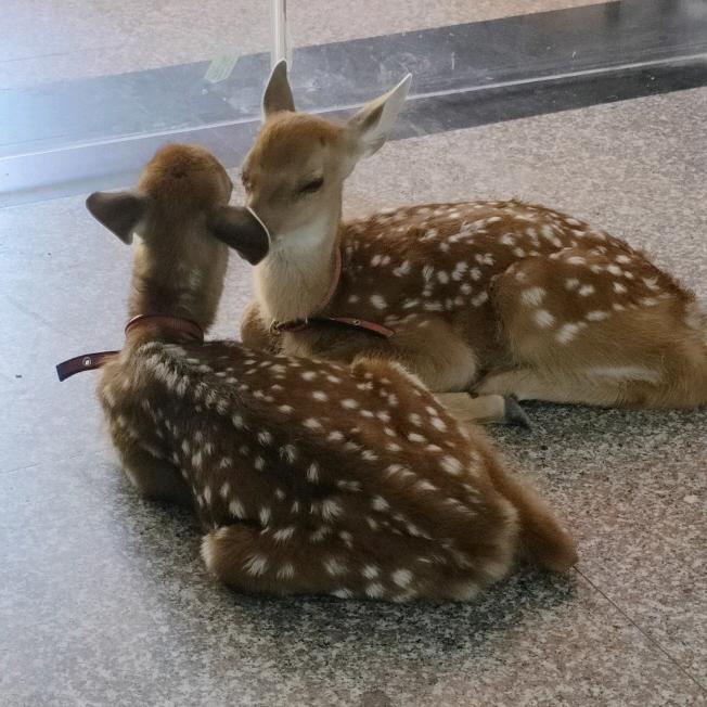 蔺鹿园华茂专卖店