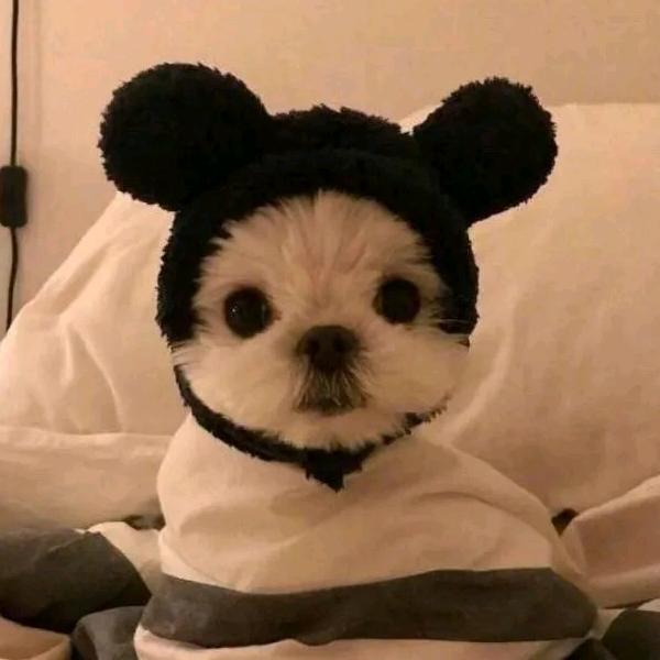 F壁虎