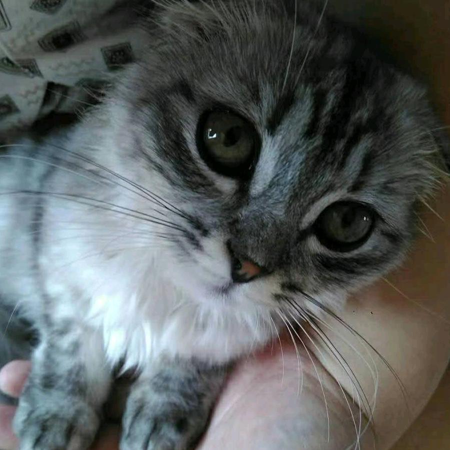 七秒是只猫