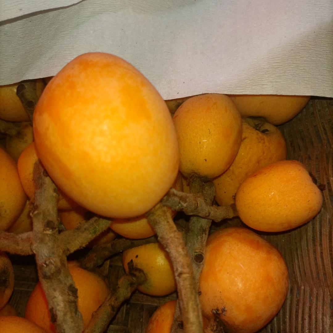 会飞的鸟