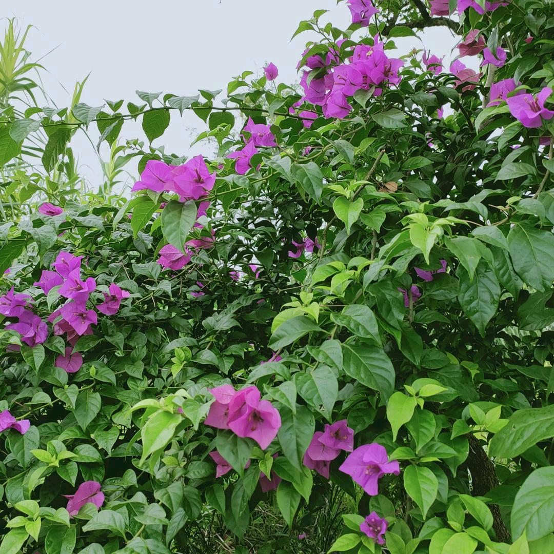 萍心思意