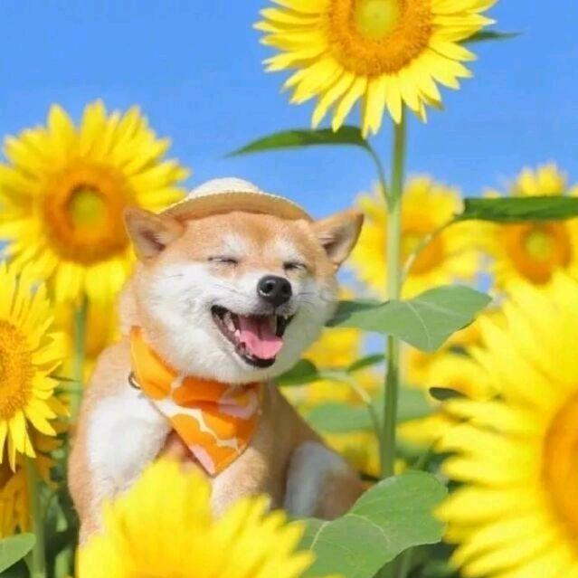 王袋一