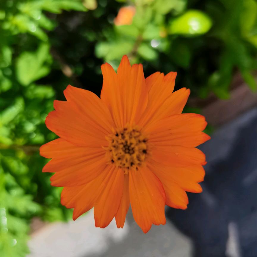 ༊ღ᭄燕ꦿ꯭꧔ꦿ᭄